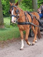 Brave E-pony ruin, Dieren en Toebehoren, Pony's, E pony (1.48m - 1.57m), B, Ruin, Dressuurpony