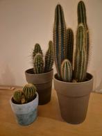Kamerplanten: drie cactussen, Huis en Inrichting, Kamerplanten, Ophalen, Cactus, Volle zon, Minder dan 100 cm
