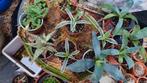 Agave Stekjes - 3 Verschillende Soorten, Overige soorten, Volle zon, Vaste plant, Ophalen of Verzenden