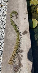 Zuurstofplanten, Tuin en Terras, Vijvers, Ophalen, Zo goed als nieuw