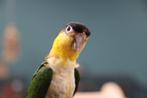 Baby Caique´s | Roestkop | getest | Handtam | Speels, Meerdere dieren, Papegaai, Pratend