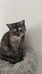 Britse korthaar x perzisch, Dieren en Toebehoren, Katten en Kittens | Raskatten | Korthaar, Poes, Gechipt, 0 tot 2 jaar