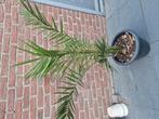 planten phoenix canariensis palm, Ophalen, Bloeit niet, Overige soorten, Volle zon