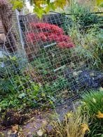 Dak bomen rek, Tuin en Terras, Planten | Tuinplanten, Ophalen of Verzenden