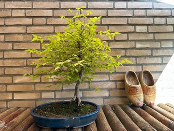 Bonsai boom Japanse Zelkova beschikbaar voor biedingen