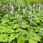 Tiarella cordifolia / Schuimbloem, Ophalen of Verzenden, Zomer, Overige soorten, Halfschaduw