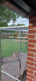 Bergparkieten, Dieren en Toebehoren, Vogels | Parkieten en Papegaaien, Geslacht onbekend, Parkiet