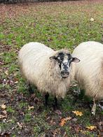Ram zoekt nieuw huis!, Dieren en Toebehoren, Mannelijk, Schaap