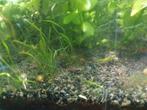 Gemengde Garnalen  ., Kreeft, Krab of Garnaal