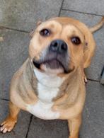 Te koop pitbull teefje, Teef, Eén hond, Nederland, Particulier