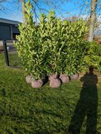 Laurier, Prunus rhotundifolia 160 cm, Ophalen, Laurier, 100 tot 250 cm