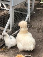 Amerikaanse zijdehoender usa zijdehoen wit parel kuikens, Dieren en Toebehoren, Pluimvee, Geslacht onbekend, Kip