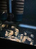 Jonge Ancistrus Albino Longfin, Dieren en Toebehoren, Vis, Zoetwatervis