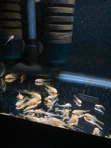 Jonge Ancistrus Albino Longfin beschikbaar voor biedingen