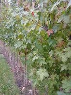 Liquidambar Styraciflua/Amberboom, Herfst, Overige soorten, 250 tot 400 cm, Ophalen