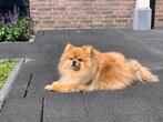 Pomeriaan, Dieren en Toebehoren, Honden | Poolhonden, Keeshonden en Oertypen, 6 jaar of ouder, Eén hond, Nederland, Particulier