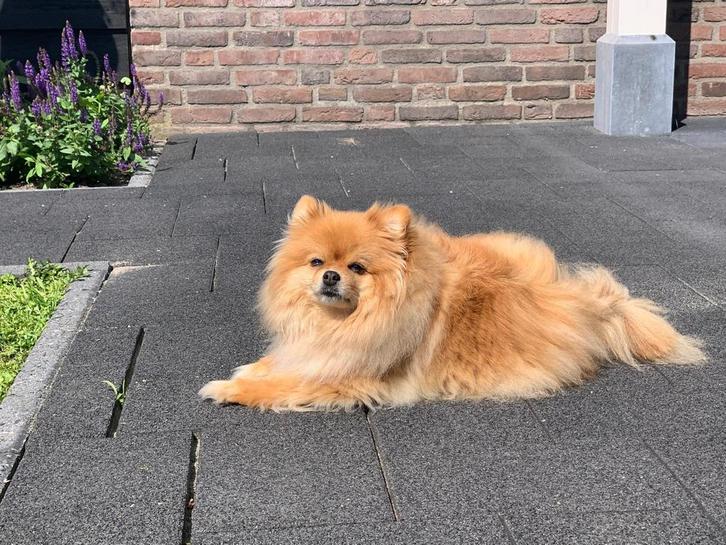 Pomeriaan, Dieren en Toebehoren, Honden | Poolhonden, Keeshonden en Oertypen, Reu, Overige rassen, Particulier, Eén hond, Nederland