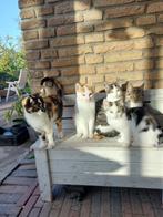 te koop: Mooie Getekende kittens., Dieren en Toebehoren, Katten en Kittens | Raskatten | Korthaar, Poes, Ontwormd, 0 tot 2 jaar