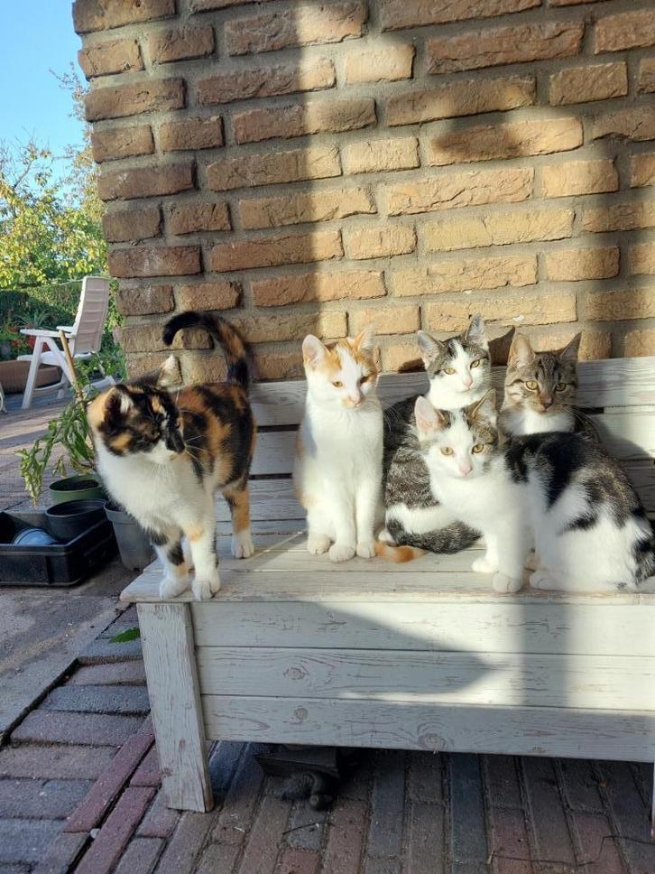 te koop: Mooie gezonde lieve kittens., Dieren en Toebehoren, Katten en Kittens | Raskatten | Korthaar, Poes, 0 tot 2 jaar, Ontwormd