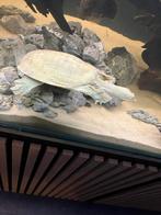 Softshell turtle/weekschildpad, Dieren en Toebehoren, Slang, 0 tot 2 jaar