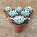 Peyote 12 jaar - plat, grijsblauw - Lophophora williamsii, Cactus, Minder dan 100 cm, In pot, Bloeiende kamerplant