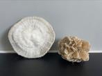 Fossielen, Verzamelen, Mineralen en Fossielen, Ophalen of Verzenden, Fossiel