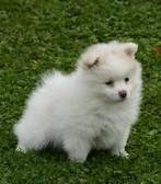 witte pomeriaan pups, Dieren en Toebehoren, België, Particulier, 8 tot 15 weken, Teef