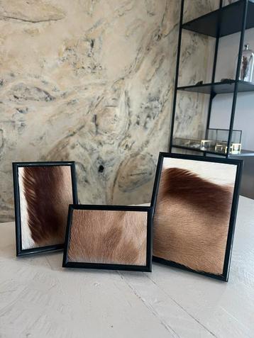 Prachtige Nieuwe Springbok Huiden In Lijsten Taxidermie beschikbaar voor biedingen