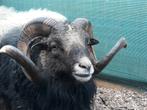 Ouessant schapen | Dekram te leen | Diverse kleuren, Dieren en Toebehoren, Schapen, Geiten en Varkens, Mannelijk, Schaap, 0 tot 2 jaar
