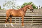 3 jarige Desperado x Everdale x Sun de Niro, Dieren en Toebehoren, Paarden, Ruin, Dressuurpaard, 3 tot 6 jaar