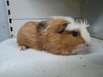 Coronet cavia beertje, Dieren en Toebehoren, Knaagdieren, Cavia, April, Mannelijk, Tam