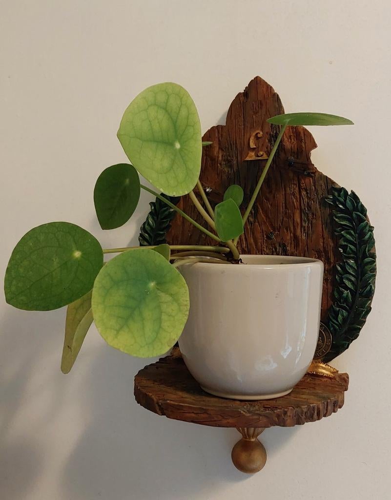 Pannenkoekenplant (in pot), Huis en Inrichting, Kamerplanten, Ophalen, Halfschaduw, In pot, Minder dan 100 cm