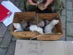 opkoper fretten pups gezocht, Dieren en Toebehoren, Overige Dieren, Juni, Meerdere dieren