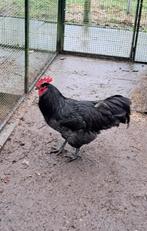 jersey giant haan, Dieren en Toebehoren, Pluimvee, Mannelijk, Kip