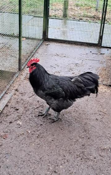 jersey giant haan  beschikbaar voor biedingen