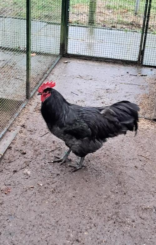 jersey giant haan, Dieren en Toebehoren, Pluimvee, Kip, Mannelijk