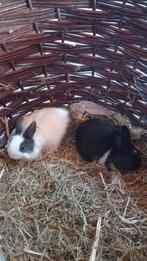 Jonge dwergkonijntjes, Meerdere dieren, Dwerg