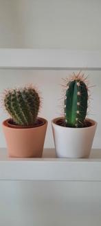 Cactus Set - Twee leuke cactussen in pot, Ophalen, Minder dan 100 cm, In pot, Cactus