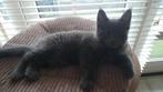 Nog  1 meancoon  kitten tekoop, Dieren en Toebehoren, Katten en Kittens | Raskatten | Langhaar, Kater