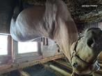 Merrie +hengst, Dieren en Toebehoren, Minder dan 160 cm, 0 tot 2 jaar, Hengst, Gechipt