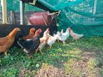 Groepje kippen, Dieren en Toebehoren, Pluimvee, Meerdere dieren, Kip
