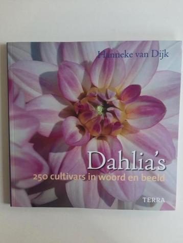 Dahlia's . Hanneke van Dijk beschikbaar voor biedingen