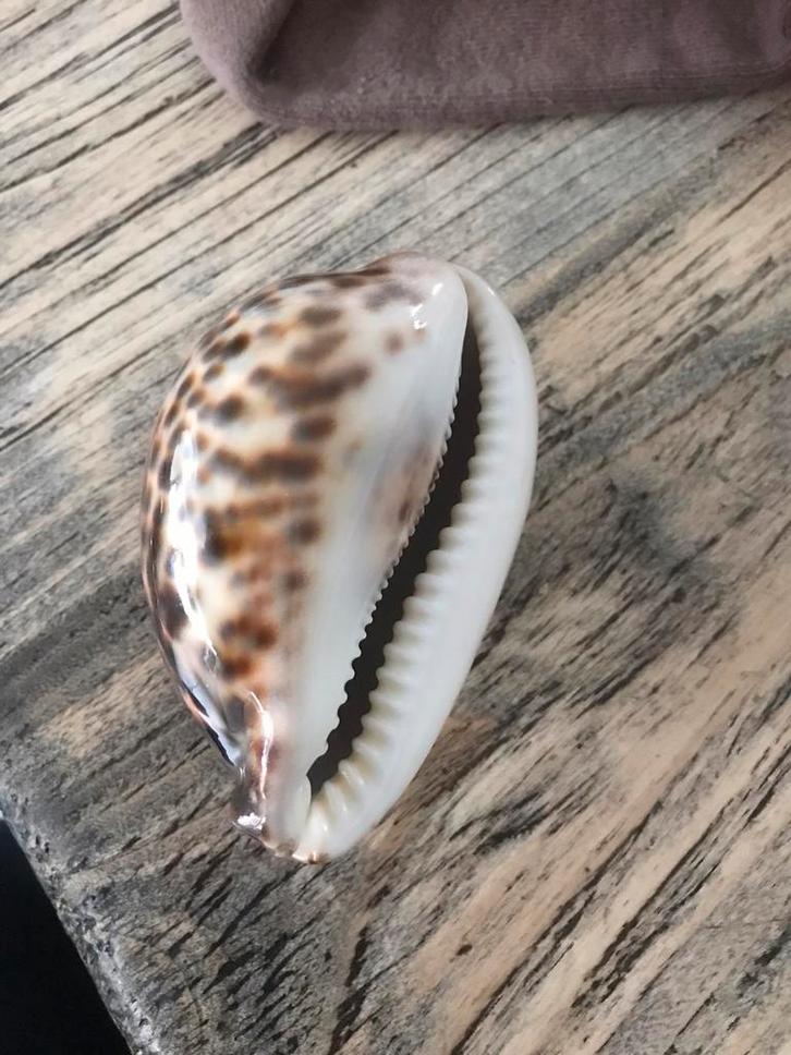 De cypraea tigris schelp (eventueel meerdere beschikbaar), Verzamelen, Mineralen en Fossielen, Schelp(en), Ophalen of Verzenden