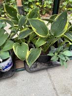 Hosta, Ophalen, Vaste plant, Overige soorten, Halfschaduw