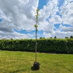 Magnolia Kobus Isis 3m, Tuin en Terras, Planten | Bomen, Overige soorten, Lente, Ophalen, Volle zon