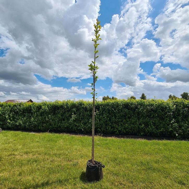 Magnolia Kobus Isis 3m, Tuin en Terras, Planten | Bomen, Overige soorten, Volle zon, Lente, In pot, Ophalen