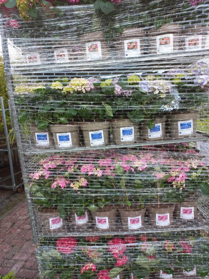 Boerenhortensia - Diverse Kleuren, Tuin en Terras, Planten | Tuinplanten, Vaste plant, Overige soorten, Halfschaduw, Zomer, Ophalen