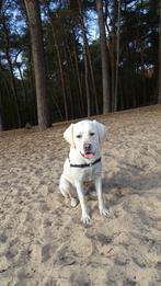 Jeeej puppies verwacht, 1 tot 2 jaar, Labrador retriever, Meerdere, Meerdere dieren