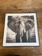 Prachtige olifant schilderij, Ophalen of Verzenden