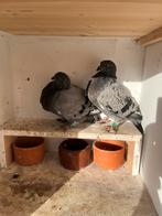 Veleno x canario kruising., Meerdere dieren, Kropper